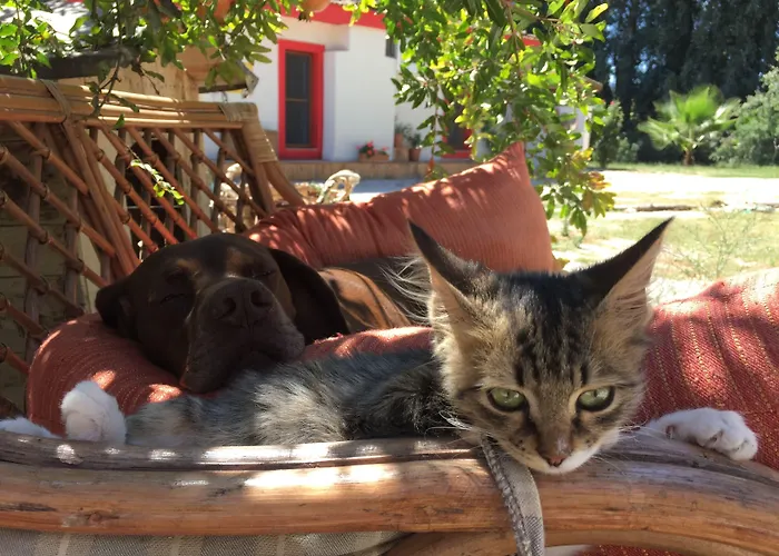 Szálloda Dane Gokova Akcapinar (Mugla)